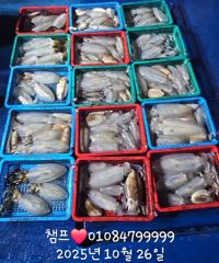 무늬오징어 잘 나오는중 사진