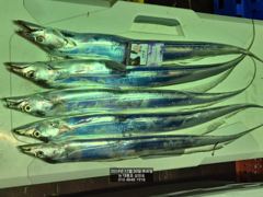 10월30일 먼바다 갈치 외줄 철수조항 사진