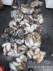 군산 왕갑이 망탱이 좋아요~" 경기대회,11일~14일까지~전동릴포함1등~8등까지 상품이벤트실시 군산.. 사진