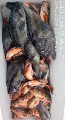진도제이제이 3월29일 돼지우럭.왕열기 쿨러가득 도전 조황입니다 사진