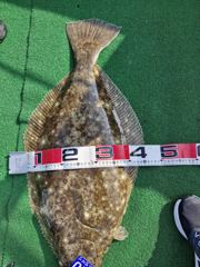 오늘의조황 - 2026년 5월 25일 대광어 조황 - 먼바다,바다낚시 전문,인천 남항 드림피싱 사진