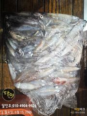 다대포 달인호 6월14일 한치조황 사진