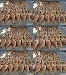 6월21일 고흥빅토리호붉 바리조항 10명출조 사진