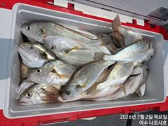 7월2일 백조기 조황입니다 사진