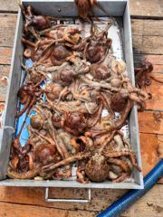 문어 마리수조황 사진