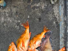7월17일 참우럭과열기. 솜뱅이 가자미 까지 다양하게 올라와 주는 요즘 조황입니다 사진