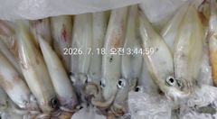 17일 한치 조황입니다~ 아쉬운 마음 달래며 들어왔네요,, 19일 한치 정상출조 자리있어요!! 사진