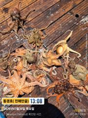 동경호 ~ 30일돌문어 실시간조황( 금욜예약가능) 사진