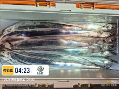 [통영라임호] 8월5일 입항 갈치 조황!! 더버워 더버요 그래도 즐거워요 01023004931 사진