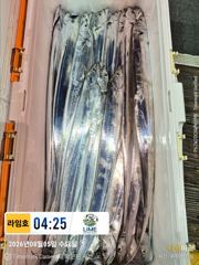 (통영라임호) 8열13일부터나갑니다! 연락주세요01023004931 사진