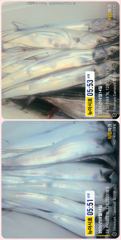 통영 뉴 아시아호>> 머나먼 곳으로 대갈치 찾아서~ 사진
