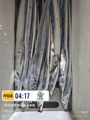 [통영라임호] 8월14일 갈치 입항조황!!!! 스타링크도 있어요 !!! 멀리서도 인터넷 어렵지 않아요 01023004931 사진