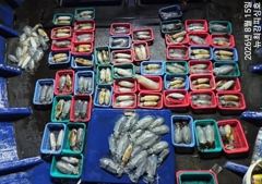 1   [통영] 무늬들 줍줍줍~ 세자리 수 조황~ 16일 예약중!!! 1 사진
