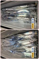 [통영] 통영 뉴 아시아호>> 대 갈치가 애간장을 태우네요~월요일(17… 사진