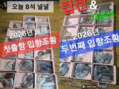 작년 보다 올해는 무늬오징어 풍년이네여 ( 내일 화요일부터 출격 ) 사진