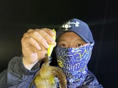 무늬 야간팁런 씨알 마리수 ???? ???? ???? 예약가능합니다 사진