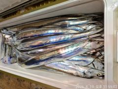 8월20일입항 먼바다대갈치 조항소식 입니다 사진