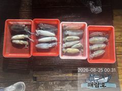 8월24일 무늬오징어 조황입니다! 사진