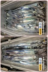 통영 뉴 아시아호>> 땀 흘려가면서 열낚 하신 조사님들 쿨러 조황!! 사진