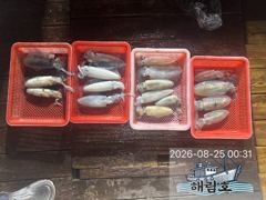 8월24일 무늬오징어 팁런조황입니다. 사진