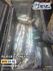 내일 출항확정 갈치 잡으러 가보입시다! 사진