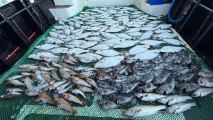 8.26 워너비호 광어외수질 초초초초초초대박조황! 사진