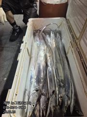 [[제주 뉴그린호(1호) 8월 29일 야간갈치 조황]] 사진