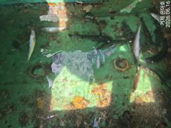 내일 감성돔 오전낚시 출항합니다 사진
