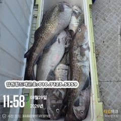 임원항드래곤호 왕대구 조황입니다 사진