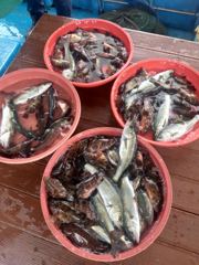 [사천] 삼천포 물새호 볼락 사진