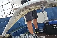 30일 일욜 오후낚시 잠수함 대삼치들 대박조황! 사진