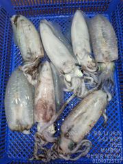[부산] (일광 태인호) 29일 기장권 문어&무늬오장어 출조 조황 사진