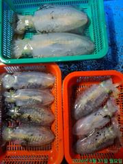 [마산] 조업,조업(무늬오징어) 사진