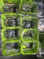 [마산] 무늬 팁런 세자리 마릿수조황 오늘19시 출항확정 예약받습니다 사진
