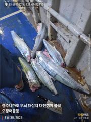 30일 대삼치 조황 굿 ~~~ 사진