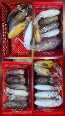 [마산] 순위 변동중 한마리가 승부를 바꾼다 사진