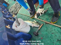 대물 대삼치 117cm 랜딩~빅게임(화,수,목 모집) 사진