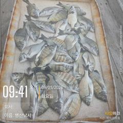 병산 감성돔 마리수  선상배 흘림조황입니다 사진