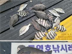 [통영] 선외기 흘림에 감성돔,돌돔,벵에돔까지.... 사진