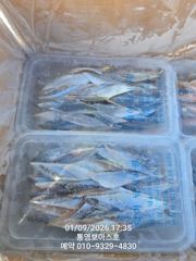 캴치 3.5지 4지 5지 나온다 나와~ 사진