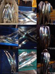 [뉴-한사리호]01일철수 갈치 씨알은굿 조황은기본입니다 사진