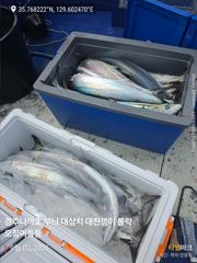10시 출항했는데 벌써 대삼치 만쿨이요~~~~ 사진