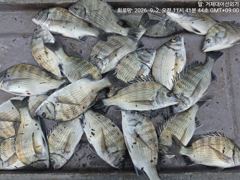찌낚시조황 - (감성돔)마릿수 시즌 떼로 진입~소나기 HIT~대어선외기(3일 예약) 사진