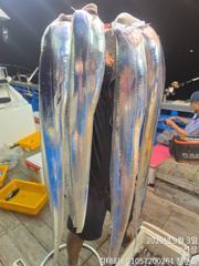 ((통영창현호))9월2일 갈치조황입니다. 사진