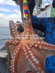 9월3일 군산 홈런호 야간 문어 출조 하였습니다.바람 불고 배는 춤을추고 힘든상황속에서 문어는 올라와 줍니다. 실시간 구경들 하세요. 사진