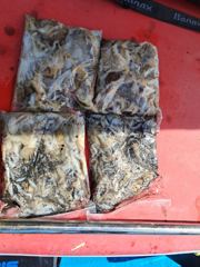 9월 3일 (목) 주꾸미 낚시 조황사진 # 백호호 사진