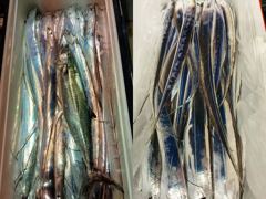 [통영] <<통영-해성피싱>> 갈치 줄태우기~마릿수 조과 ㅎㅎ 풀치속 대… 사진