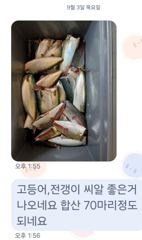[마산] 마산 원전 선상낚시터 목요일 주간 조황 사진