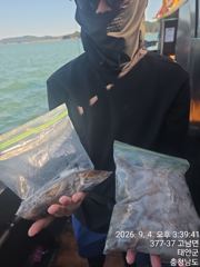 2026.09.04 마감포 바다사랑호 조황사진입니다 사진