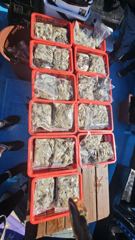 2026~9~5일쭈꾸미조항입니다. 사진